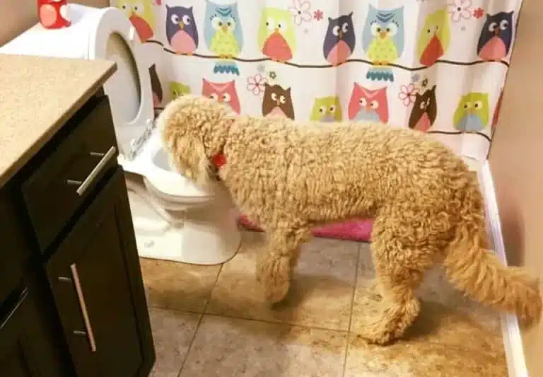 Dog Drinking Toilet Water? Here’s How To Stop It For GOOD!
