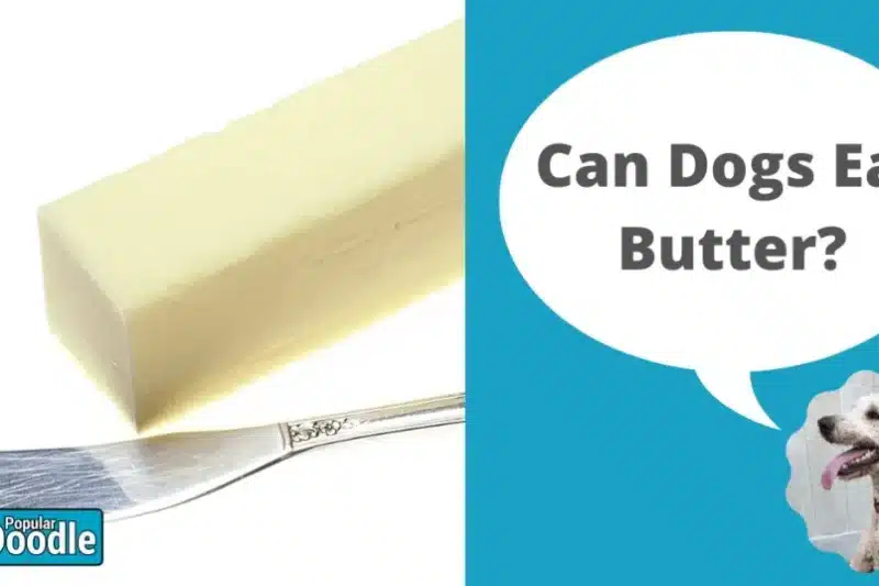 Can Dogs Eat Butter? | Is Butter Bad for Dogs?