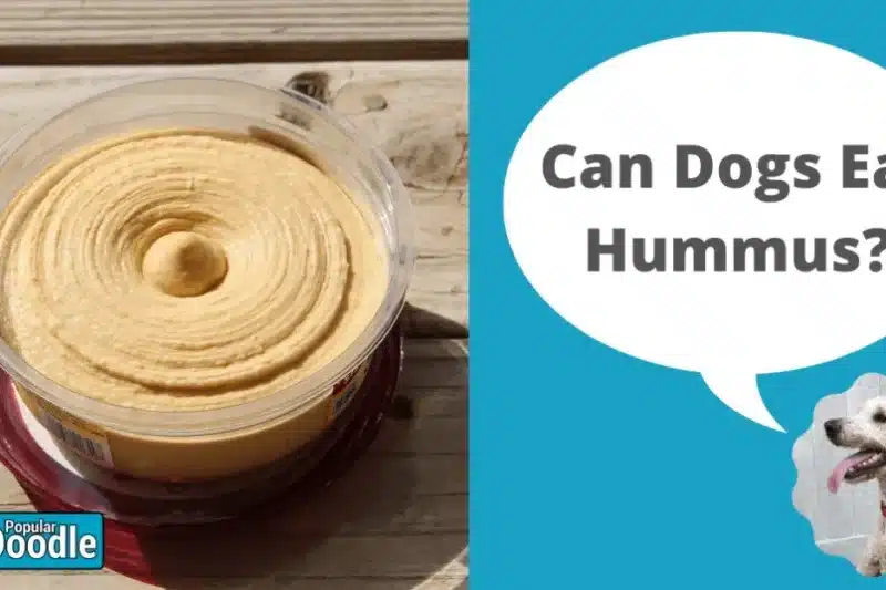 Can Dogs Eat Hummus? | Is Hummus Okay for Dogs?