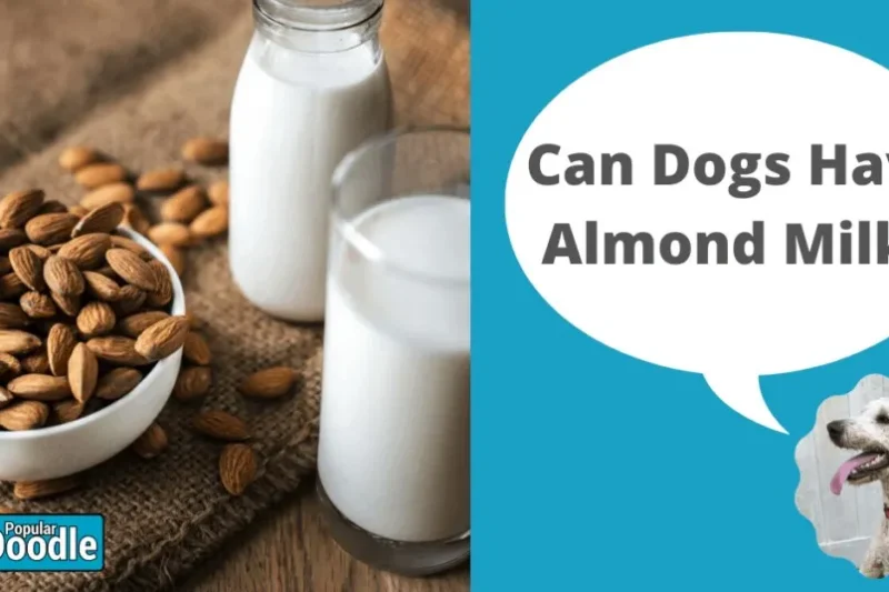 Can Dogs Have Almond Milk? | Is Almond Milk Okay for Dogs?