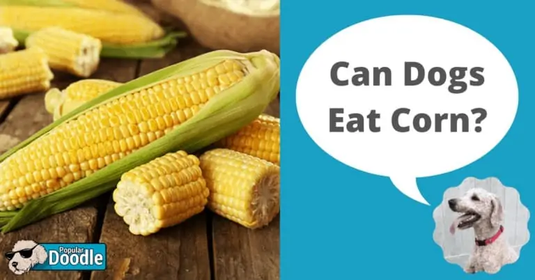 Can Dogs Eat Corn? | Is Corn Bad for Dogs?