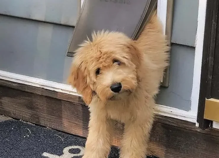 Should You Get a Dog Door? The Doggie Door Pros and Cons You Need To Know!