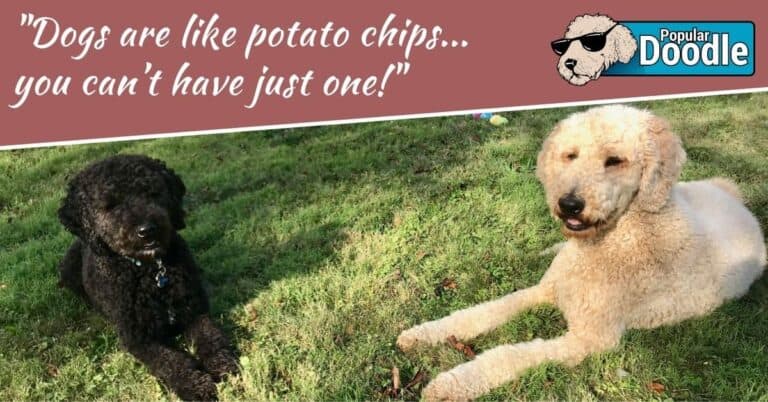 5 Reasons Why You Should Get a Second Dog…And 5 Reasons Why You Shouldn’t!