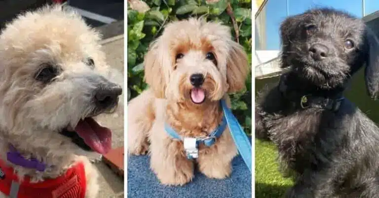 Doxiepoo Dog Breed Info: Dachshund Poodle Mix
