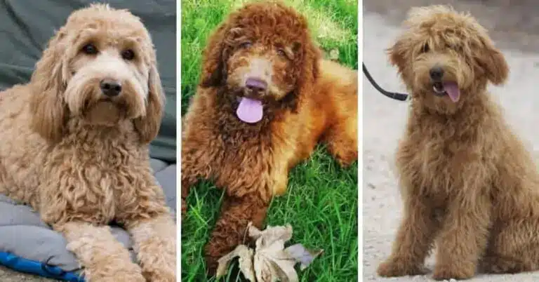 Double Doodle Dog Info: Labradoodle Goldendoodle Mix