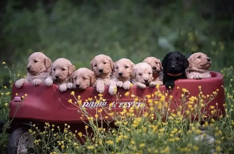How to Recognize a Responsible Doodle Breeder (and Avoid Puppy Mills!)
