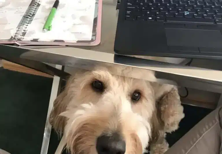 These 10 Doodles Show Why Working From Home With a Dog is an Impossible Task!