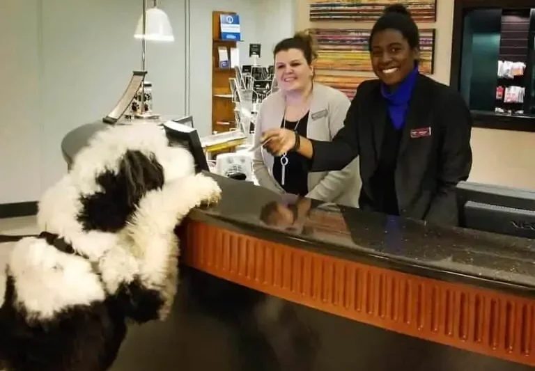 Best Dog Friendly Hotel Chains: 50 Well-Known Brands Ranked