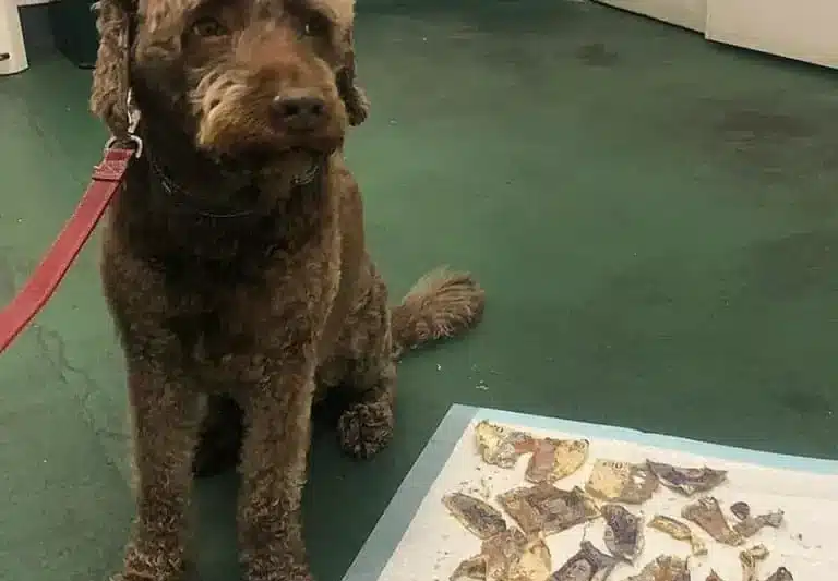 Expensive Taste: This Doodle Ate Over $200 in Cash