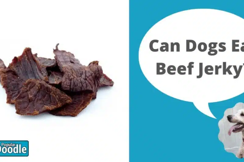 Can Dogs Eat Beef Jerky? | Is Beef Jerky Bad for Dogs?