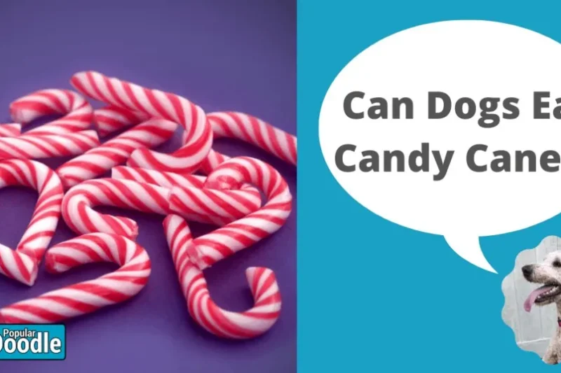 Can Dogs Eat Candy Canes? | Are Candy Canes Bad for Dogs?