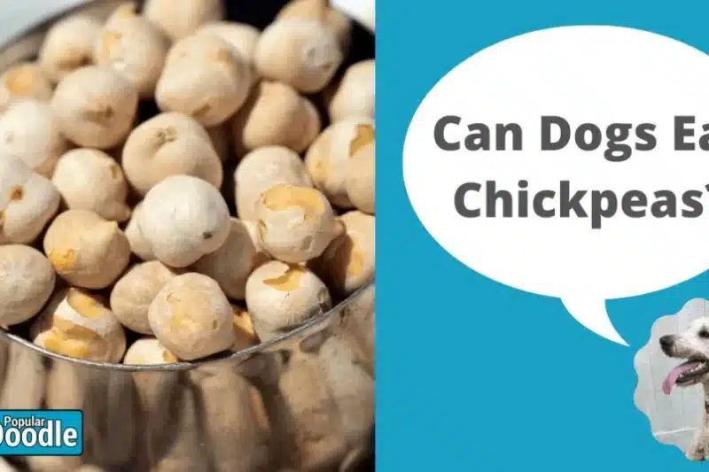 Can Dogs Eat Chickpeas? | Are Chickpeas Good for Dogs?
