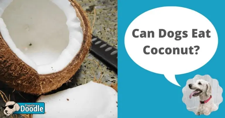 Can Dogs Eat Coconut? | Is Coconut Good for Dogs?