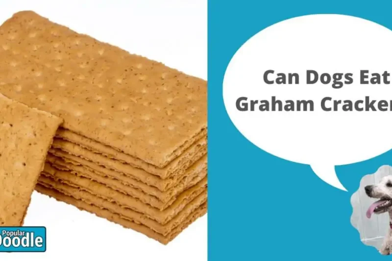 Can Dogs Eat Graham Crackers? | Are Graham Crackers Bad for Dogs?