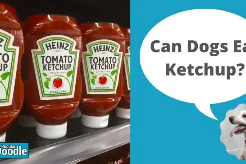 Can Dogs Eat Ketchup? | Is Ketchup Bad for Dogs?