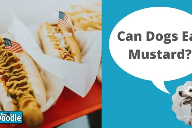 Can Dogs Eat Mustard? | Is Mustard Bad for Dogs?