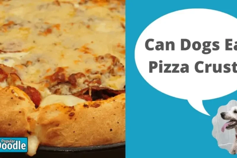 Can Dogs Eat Pizza Crust? | Is Pizza Crust Bad for Dogs?