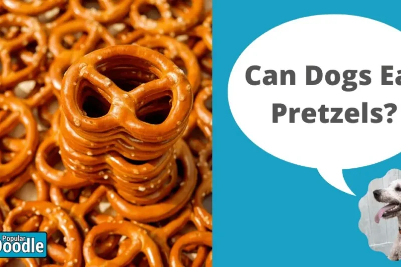 Can Dogs Eat Pretzels? | Are Pretzels Bad for Dogs?