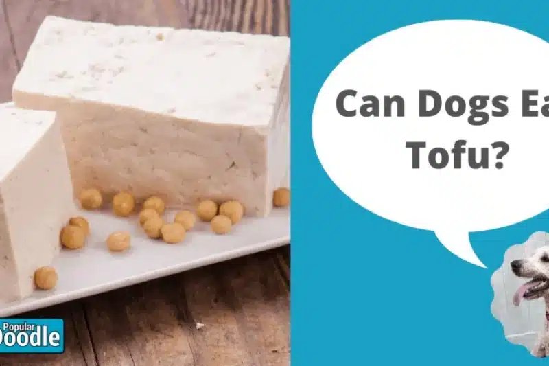 Can Dogs Eat Tofu? | Is Tofu Good for Dogs?