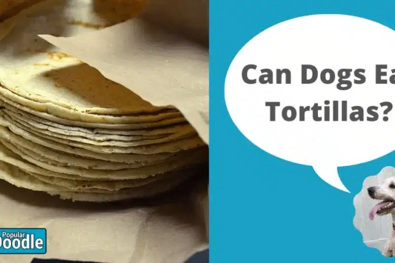 Can Dogs Eat Tortillas? | Are Tortillas Bad For Dogs?