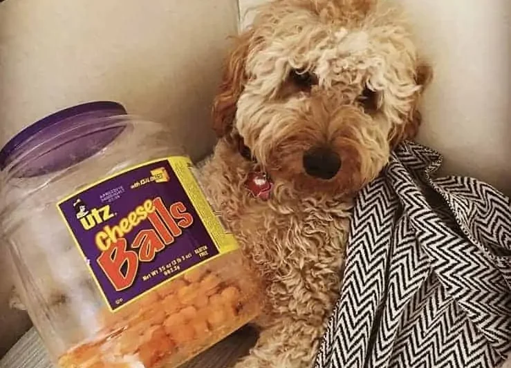 400+ Unique and Adorable Food Names for Dogs