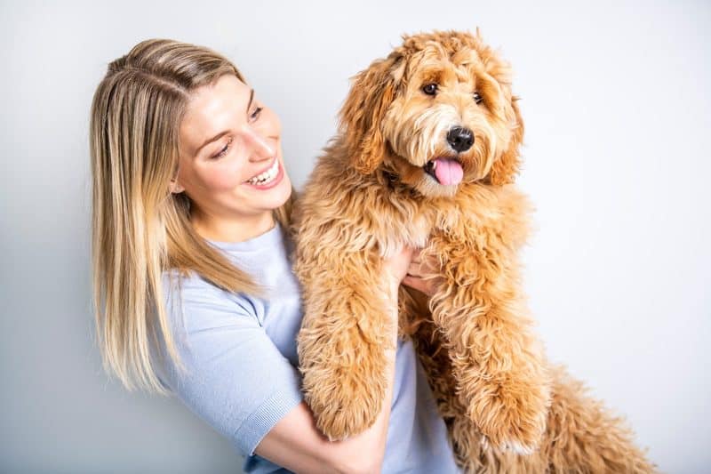 Are Bernedoodles Hypoallergenic? (We Surveyed 47 Allergy Sufferers!)